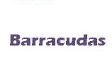 Barracudas